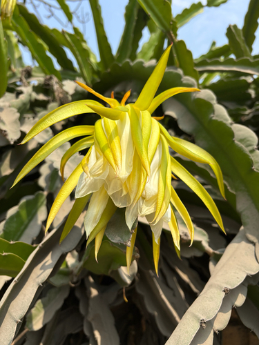 Otra foto de Dragon Fruit