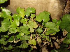 Cymbalaria muralis