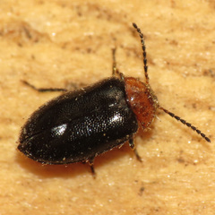 Exneria ruficollis