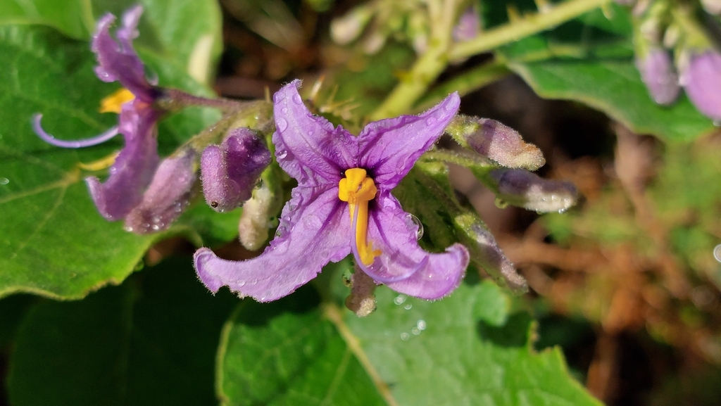 Solanum vespertilio; photograph (c) Elias, some rights reserved (CC BY)