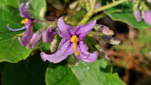 Solanum vespertilio