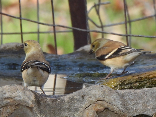 American Goldfinch (Spinus tristis), photo 7