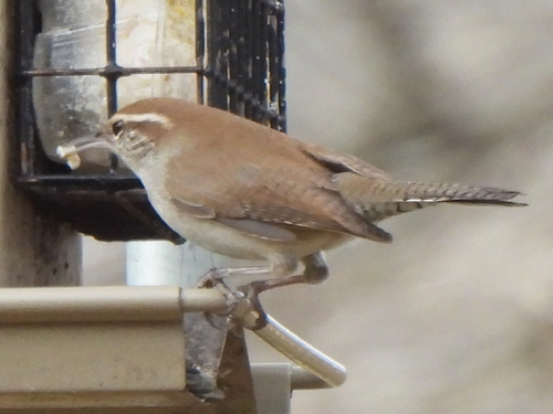 Bewick's Wren (Thryomanes bewickii), photo 3