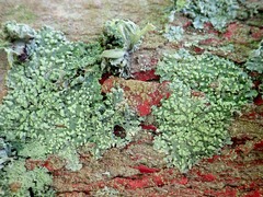 Physcia tribacioides