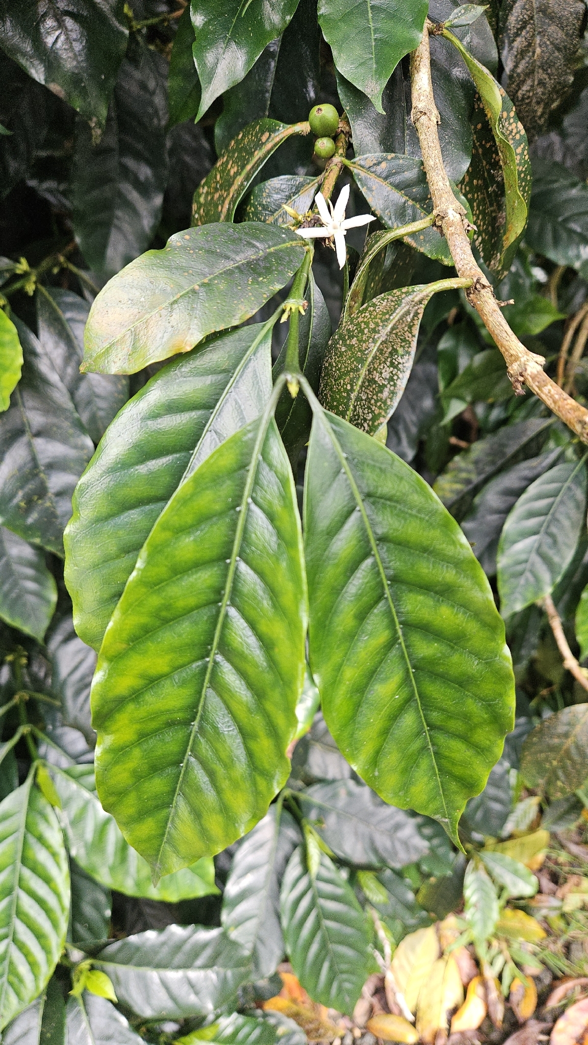 Coffea × crameri A.Chev.