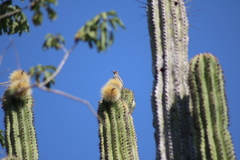 Melanerpes hypopolius