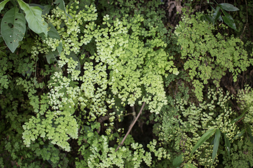 Stalked maidenhair