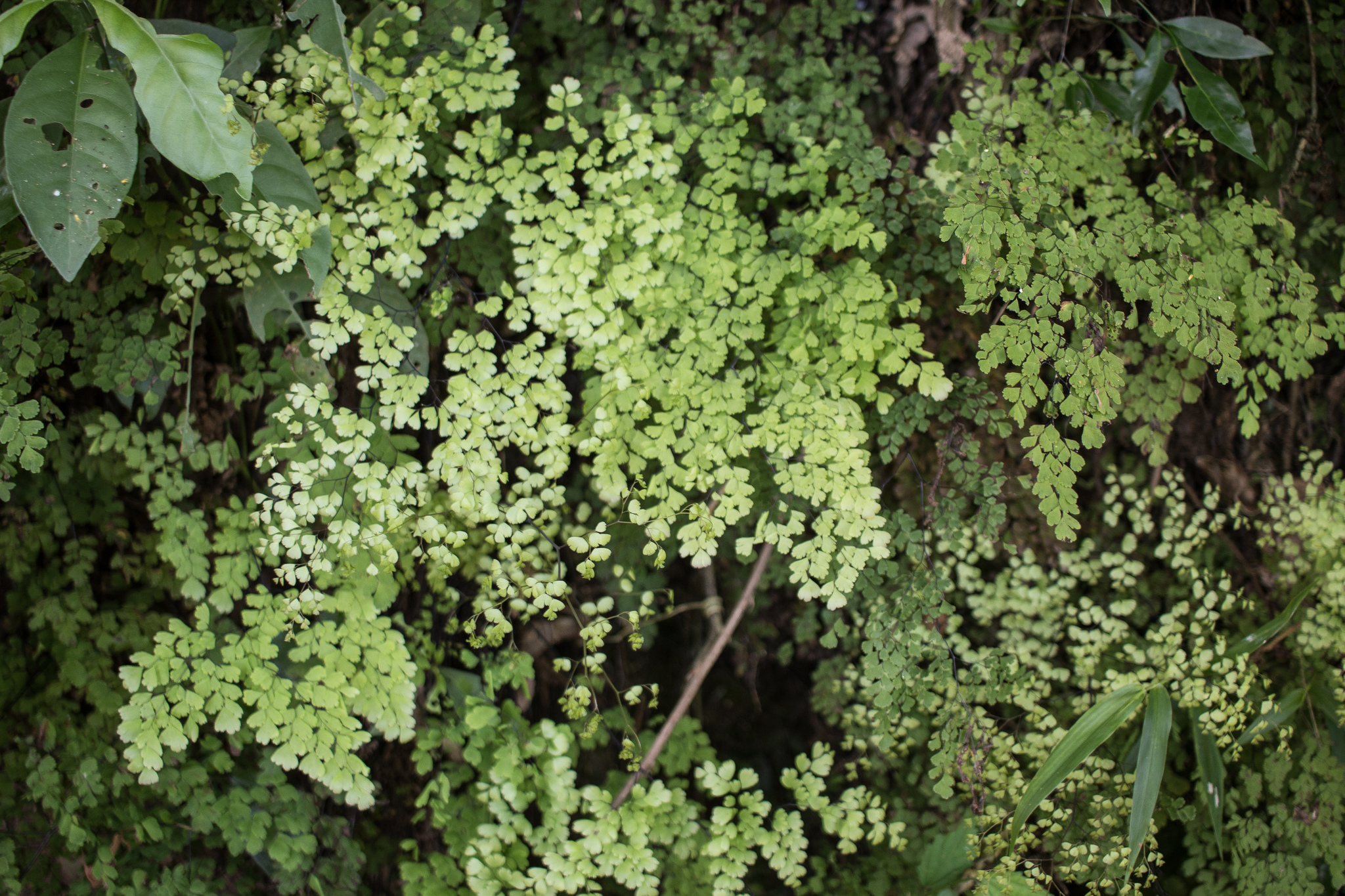 Adiantum raddianum