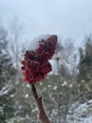 Another photo of Staghorn sumac