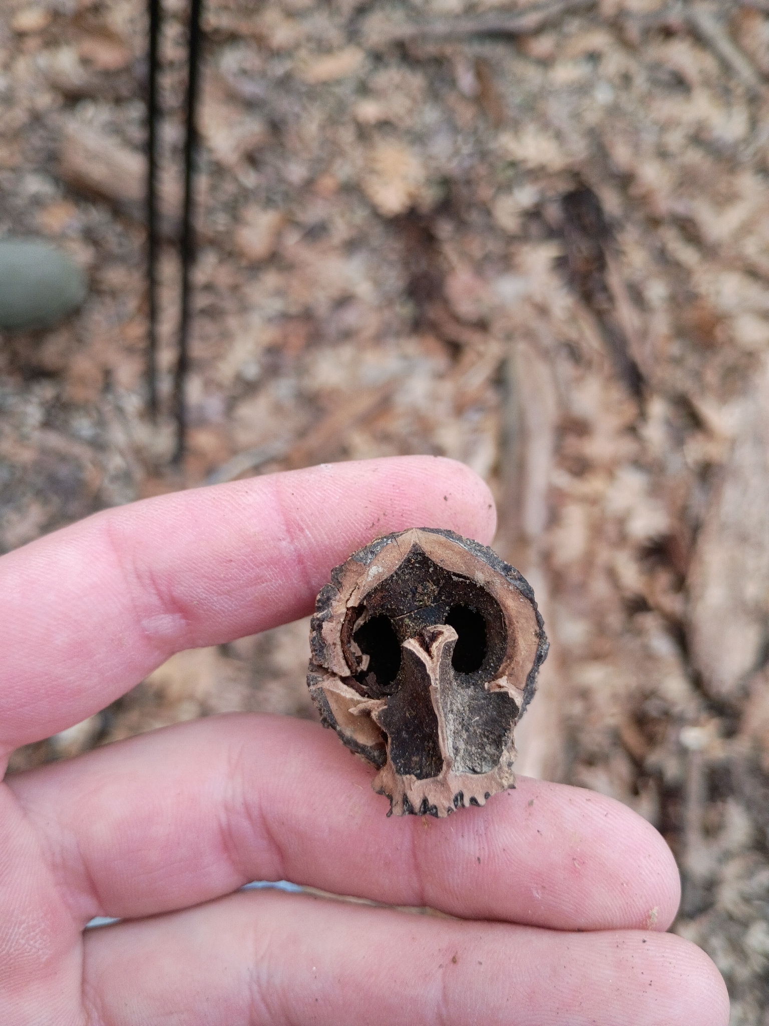 Black walnut