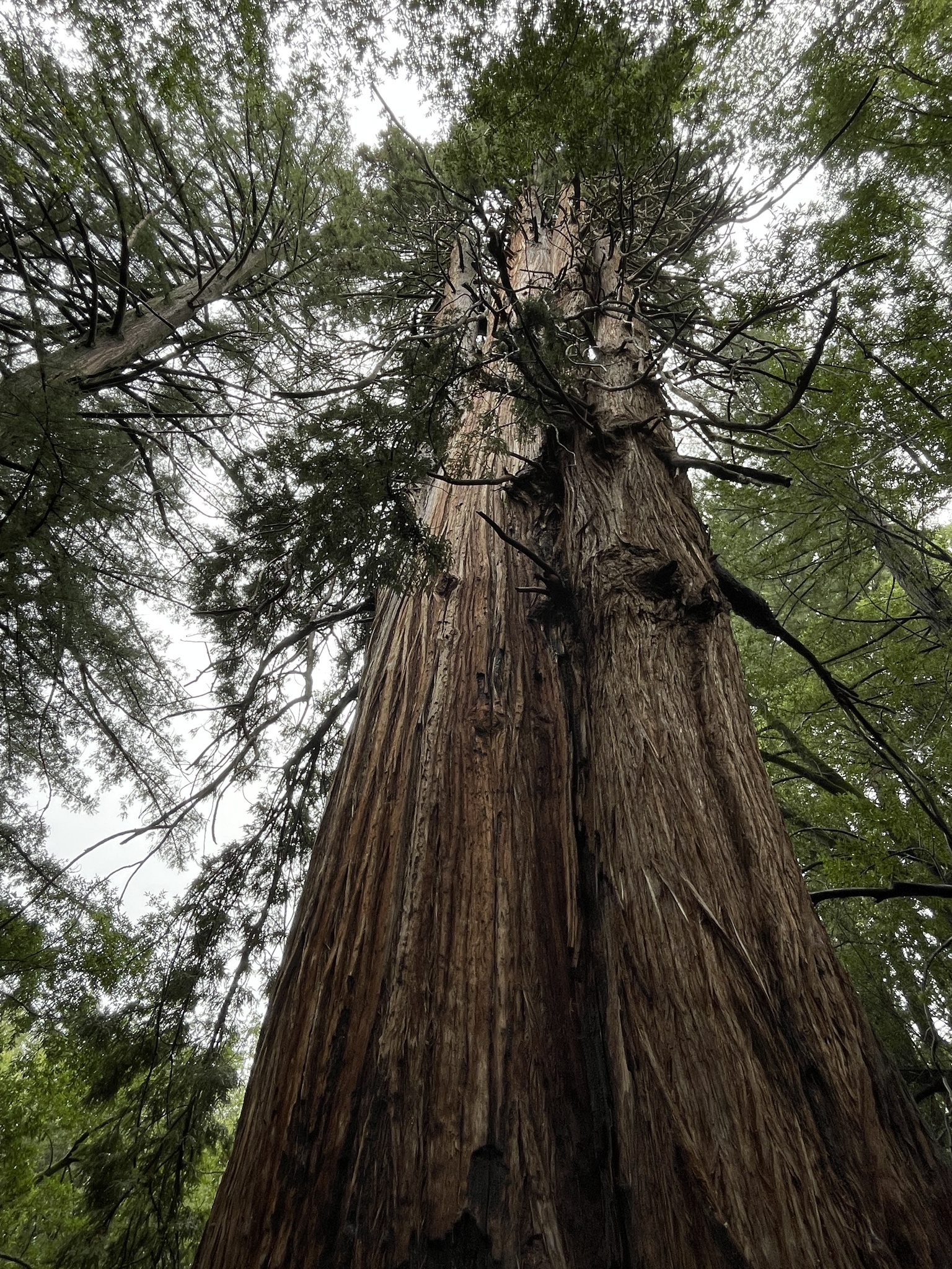 Imagem de sequoia