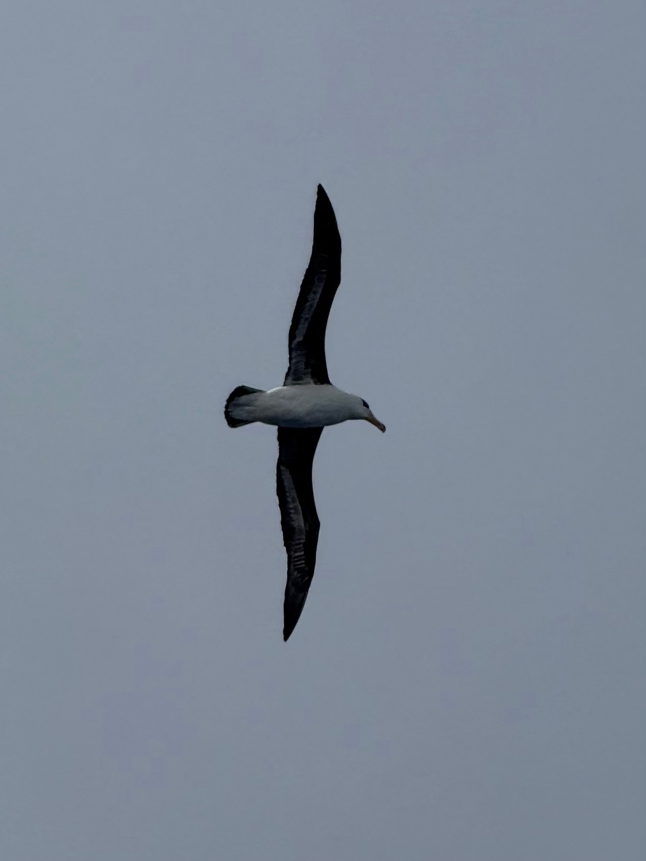Black-browed Albatross (Thalassarche melanophris), photo 1