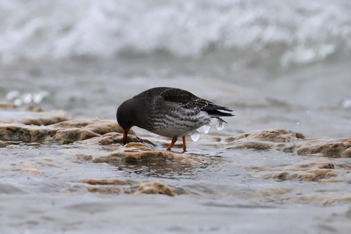 Purple Sandpiper (Calidris maritima), photo 9