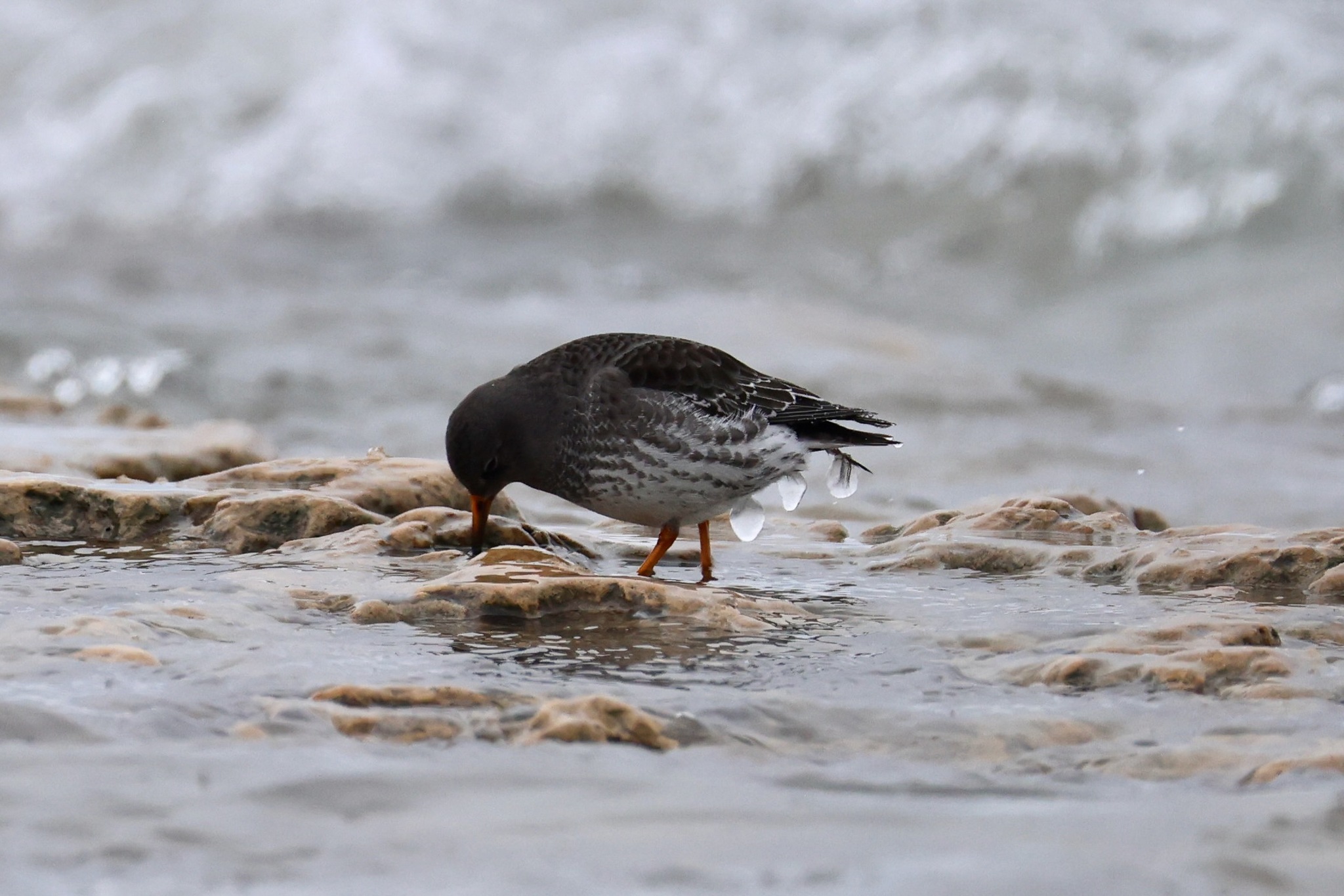 Purple Sandpiper (Calidris maritima), photo 9