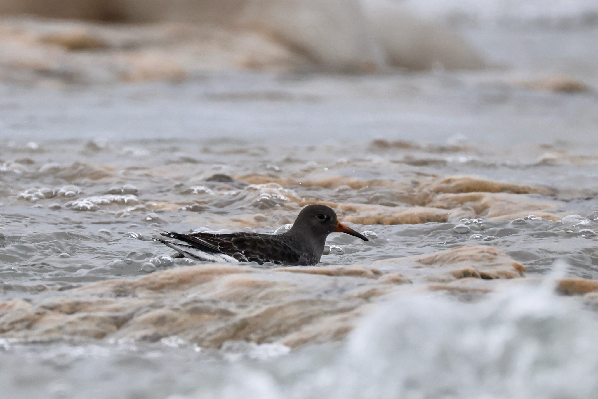 Purple Sandpiper (Calidris maritima), photo 10