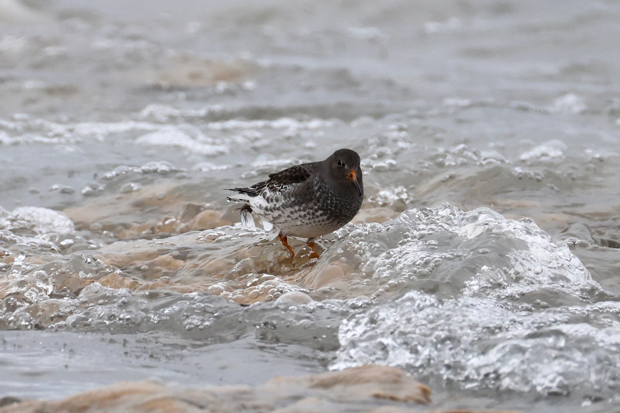 Purple Sandpiper (Calidris maritima), photo 8