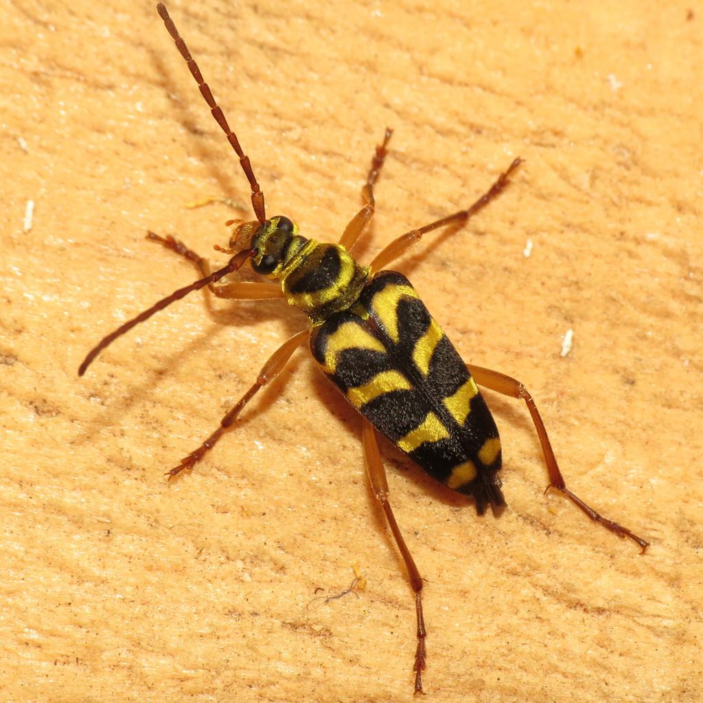chestnut bark borer