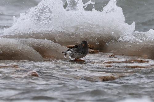 Purple Sandpiper (Calidris maritima)