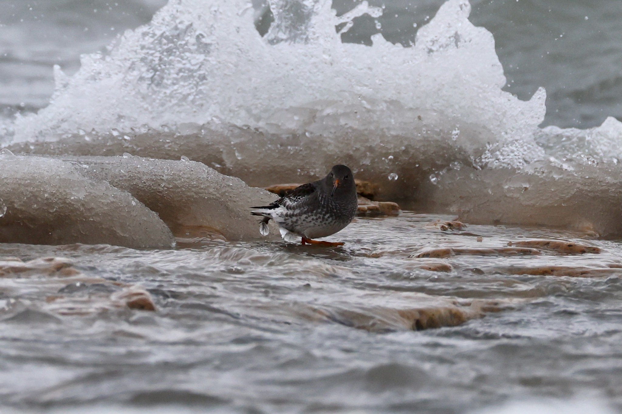 Purple Sandpiper (Calidris maritima), photo 1