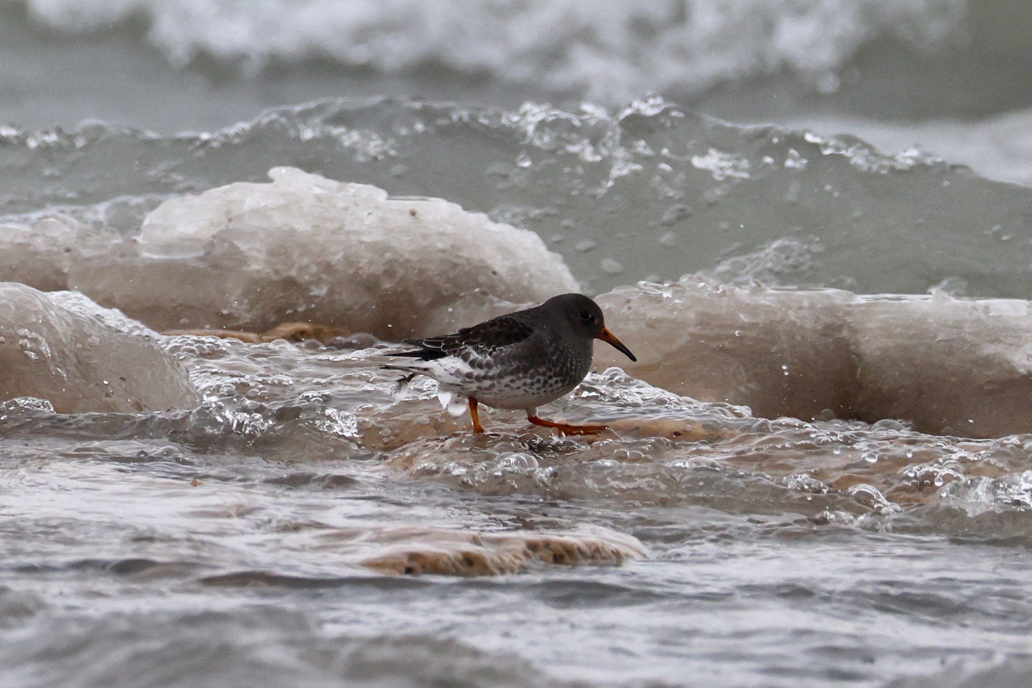 Purple Sandpiper (Calidris maritima), photo 2