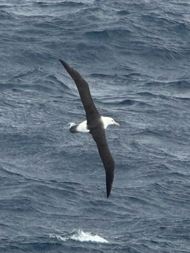Black-browed Albatross (Thalassarche melanophris), photo 5