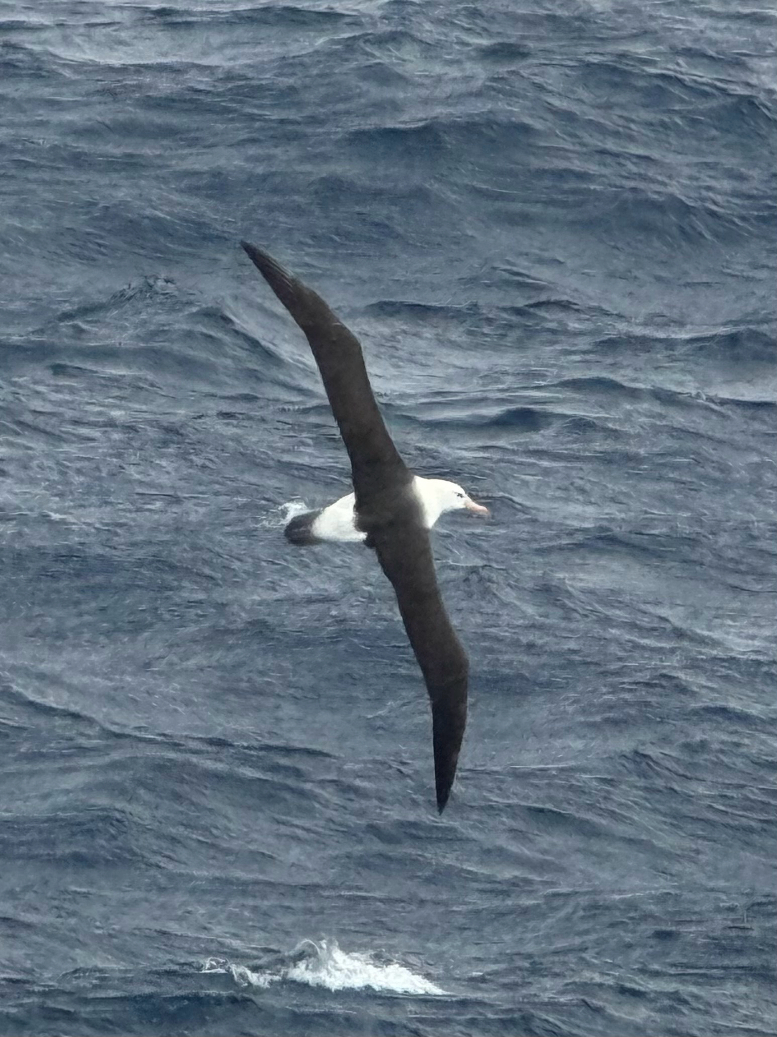 Black-browed Albatross (Thalassarche melanophris), photo 3