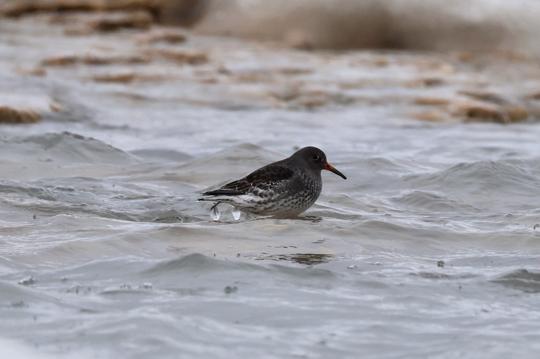 Purple Sandpiper (Calidris maritima), photo 7