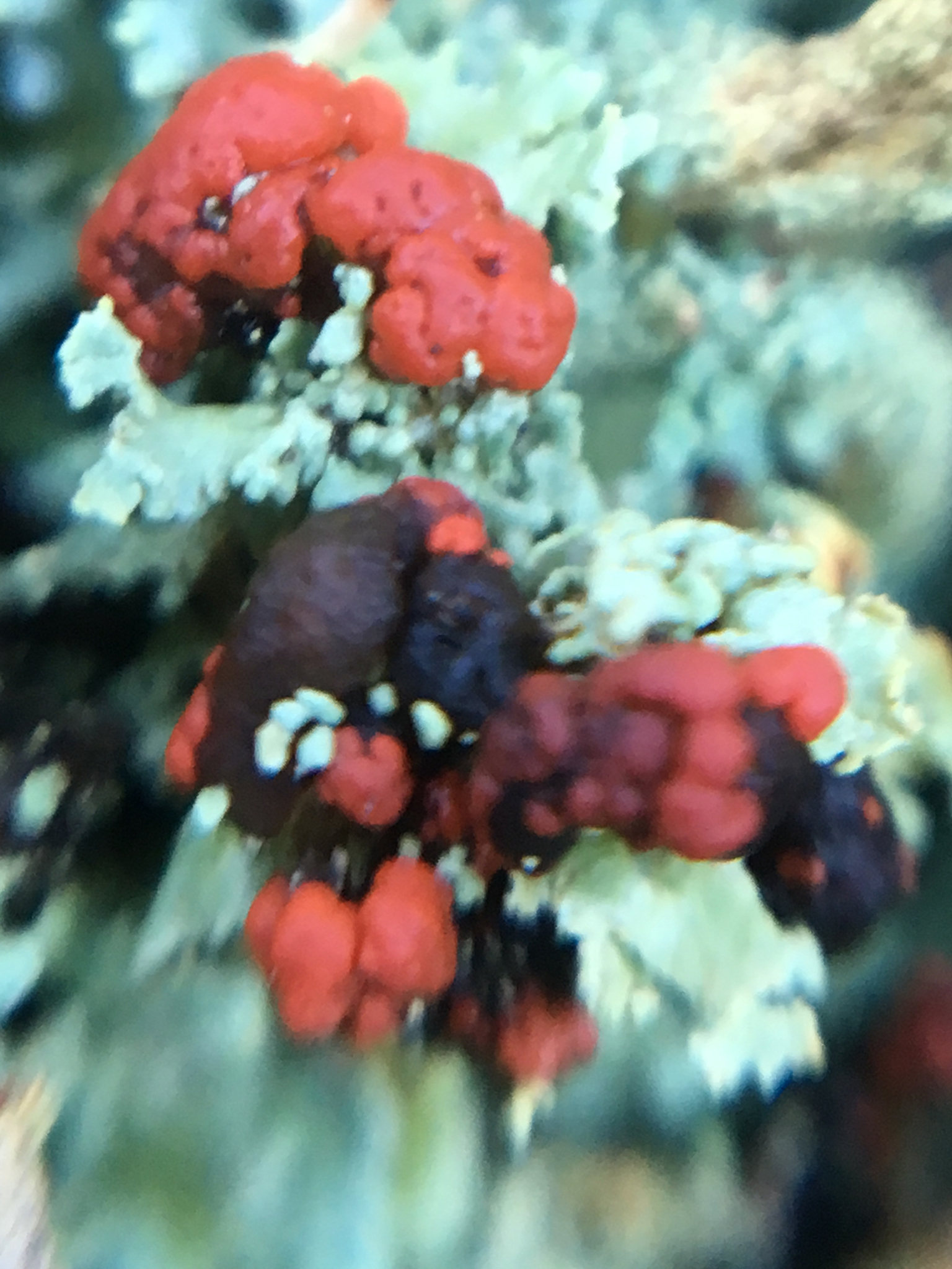 Cladonia image