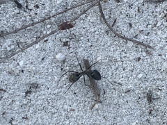 Camponotus angusticeps