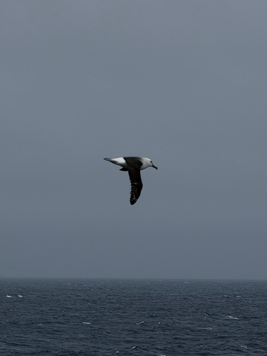 Black-browed Albatross (Thalassarche melanophris), photo 2