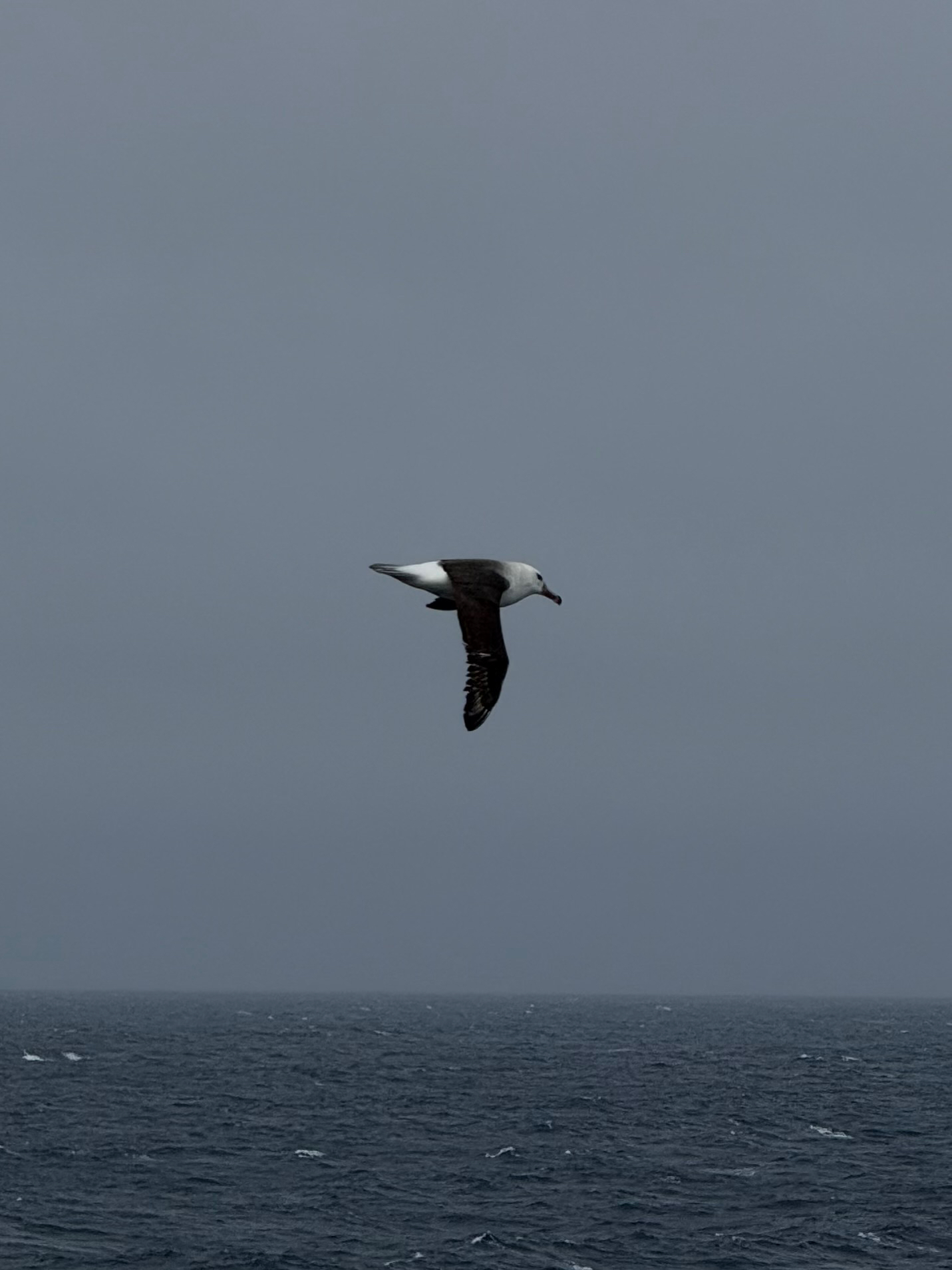 Black-browed Albatross (Thalassarche melanophris), photo 2