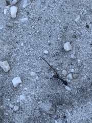 Camponotus angusticeps