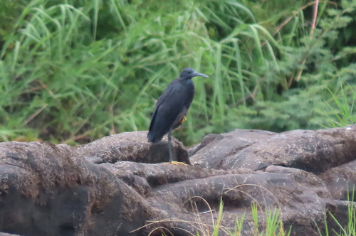 iNaturalist: (c) probreviceps, some rights reserved (CC BY-NC) iNaturalist image