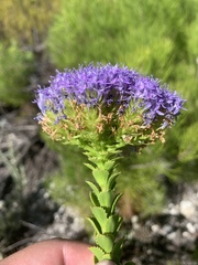 Pseudoselago pulchra