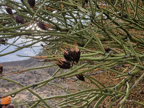 Crucifixion thorn (Canotia holacantha)
