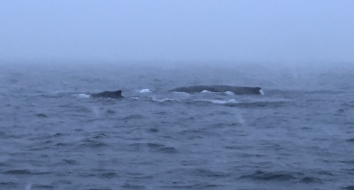 Humpback Whale