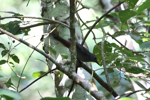 Grey Catbird (Dumetella carolinensis), photo 3