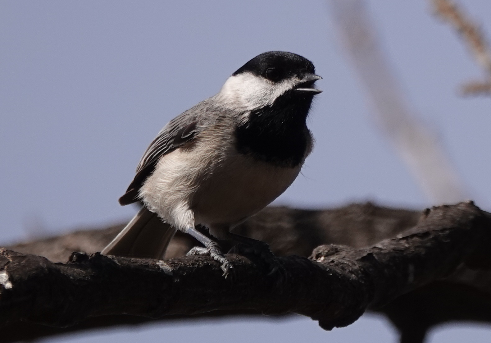 Carolina Chickadee (Poecile carolinensis), photo 3