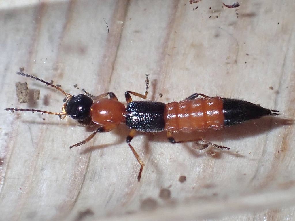 Paederus riparius