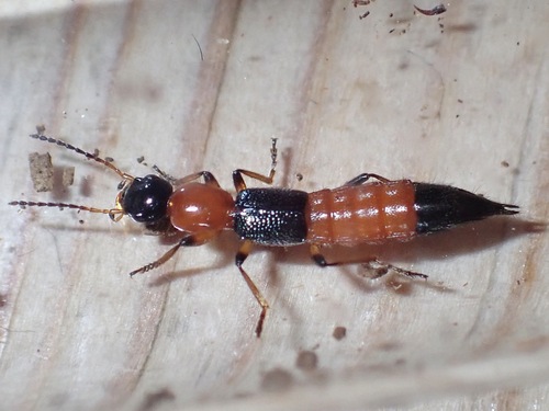 Staphylin rouge à tête noire & étuis bleus