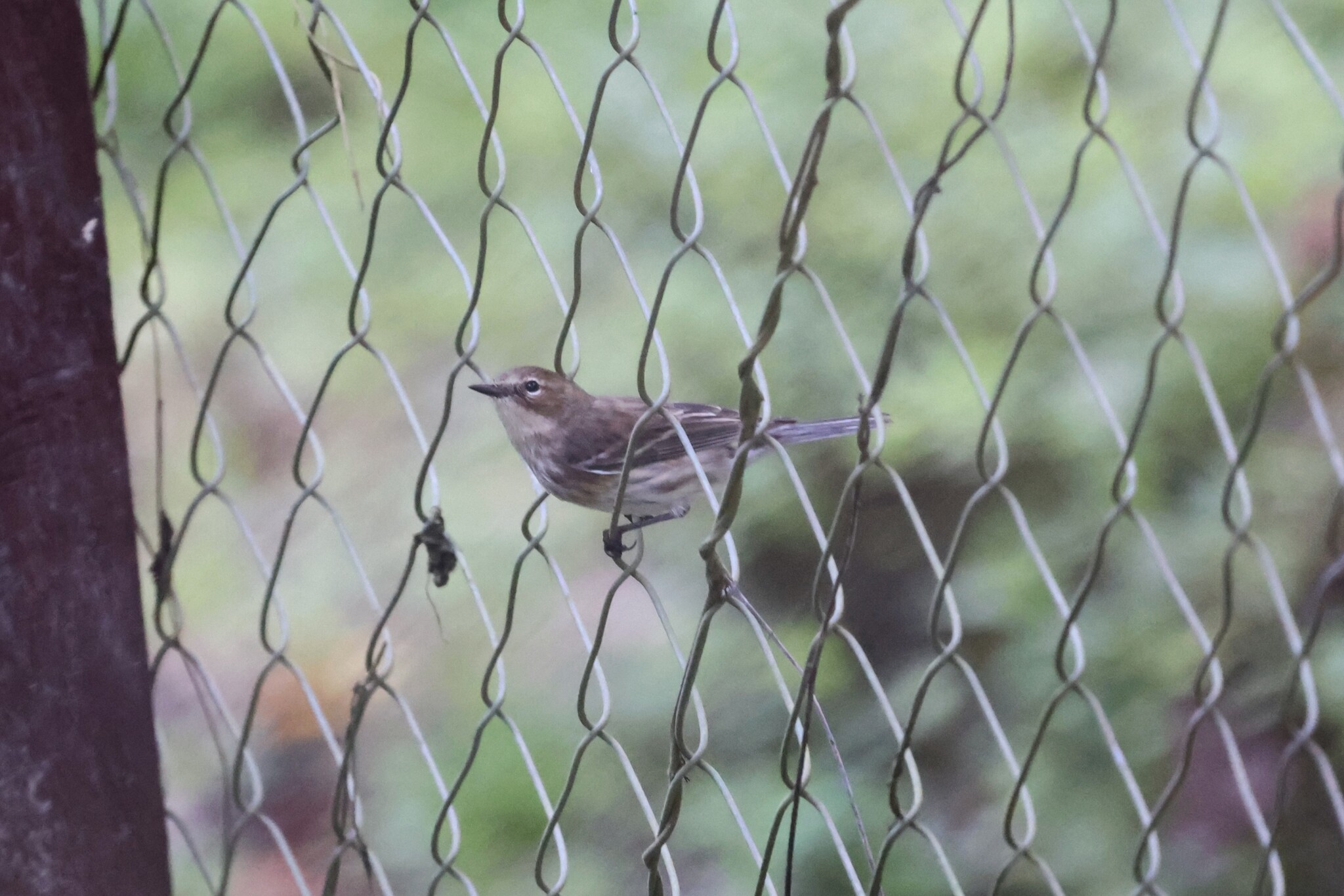 Yellow-rumped Warbler (Setophaga coronata), photo 8