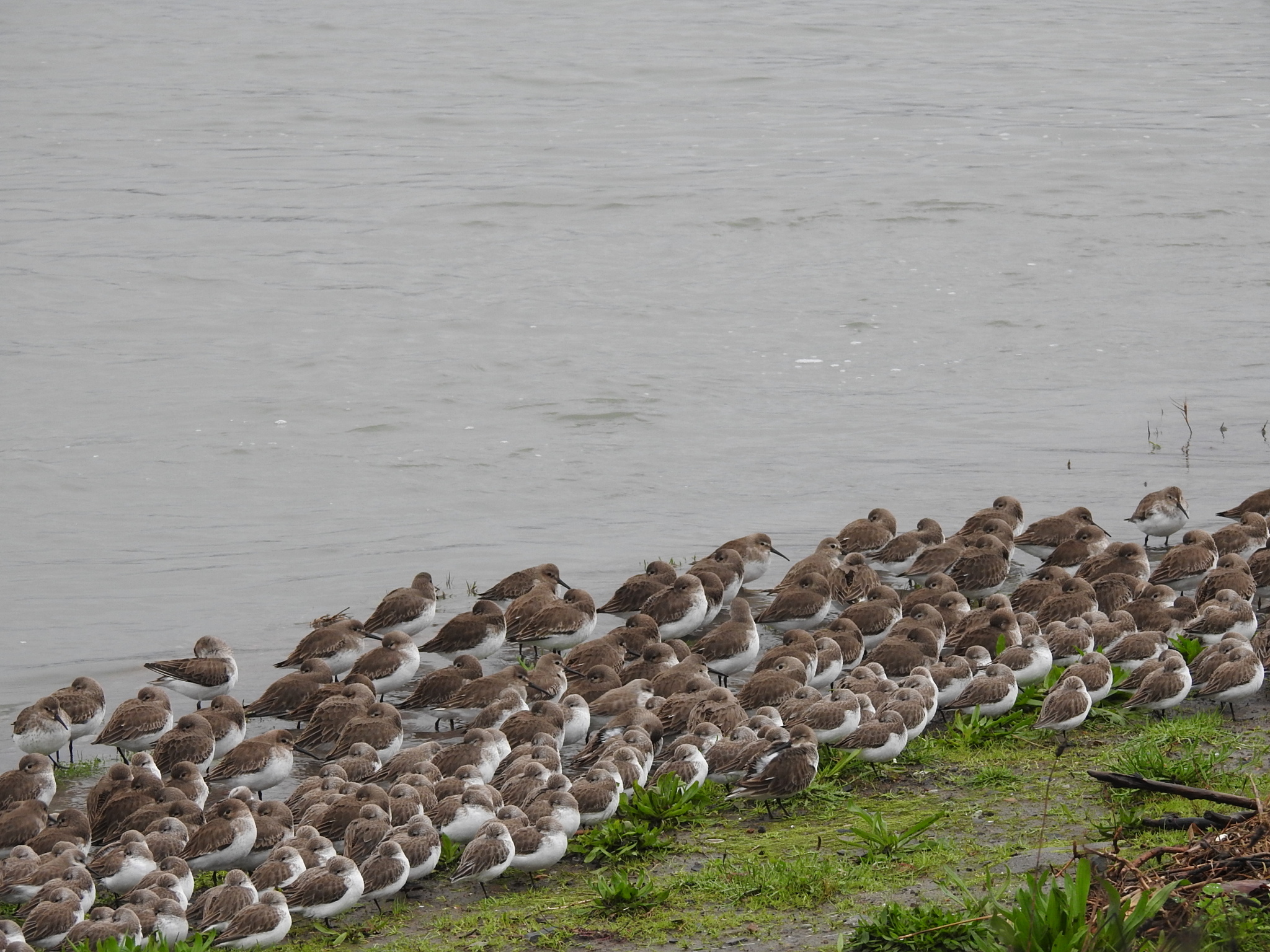 Dunlin (Calidris alpina), photo 5