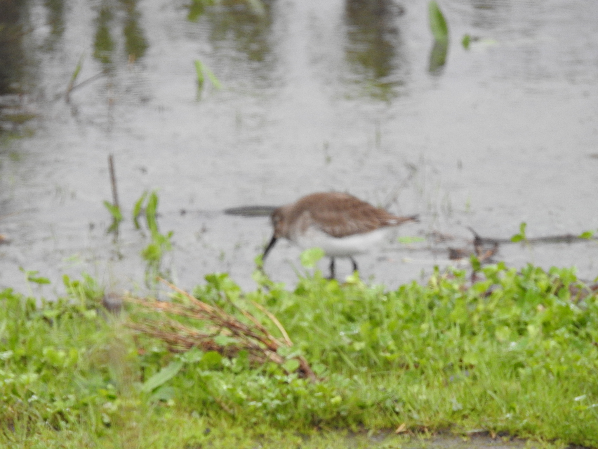 Dunlin (Calidris alpina), photo 4