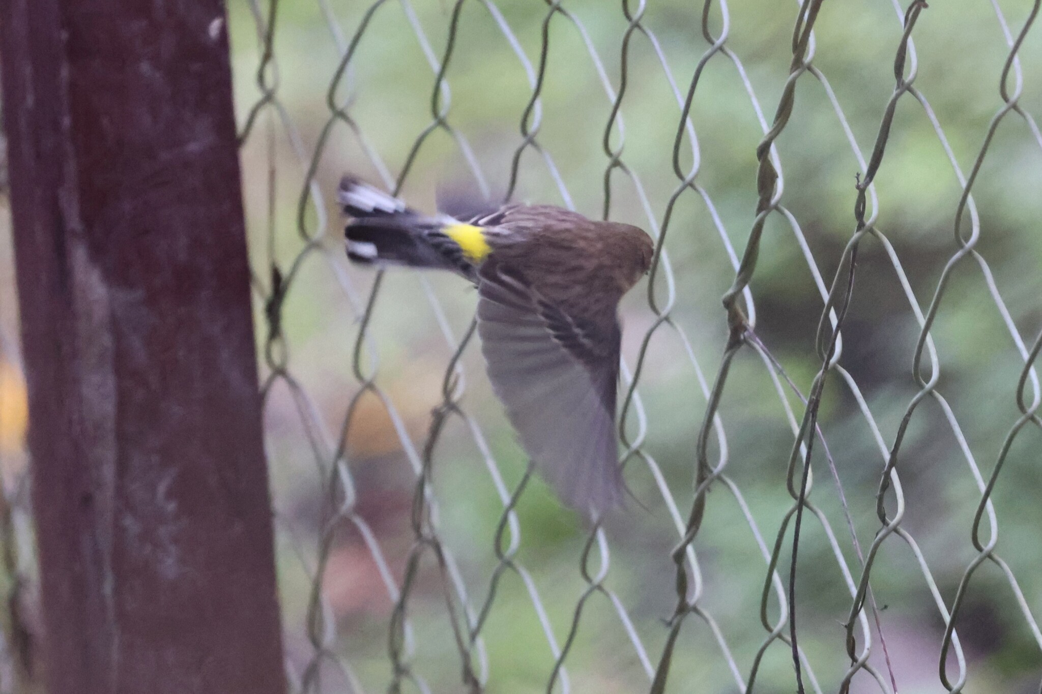 Yellow-rumped Warbler (Setophaga coronata), photo 9