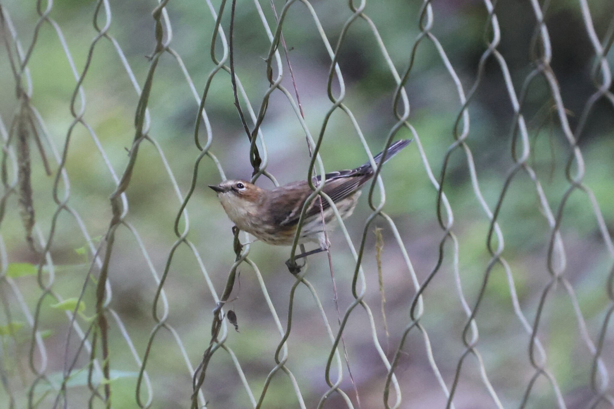 Yellow-rumped Warbler (Setophaga coronata), photo 10