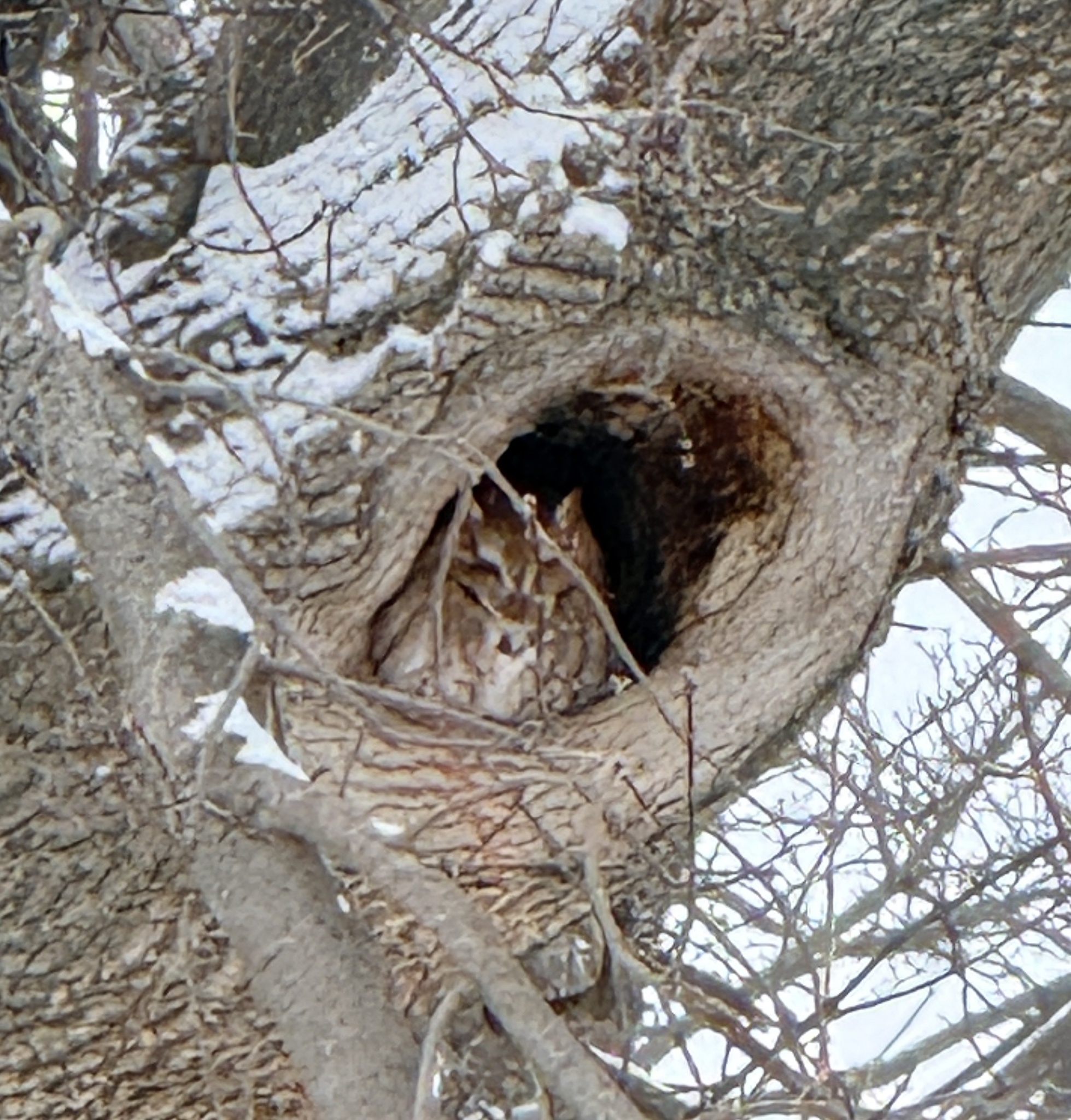 Eastern Screech Owl (Megascops asio), photo 3