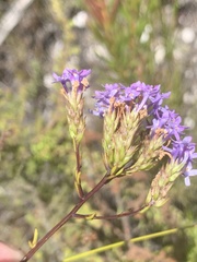 Pseudoselago verbenacea