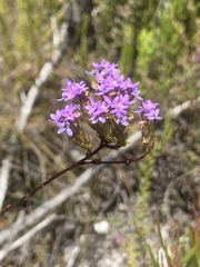 Pseudoselago verbenacea