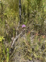 Pseudoselago verbenacea