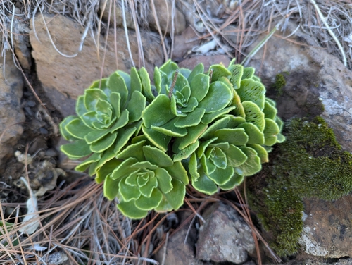 Aeonium